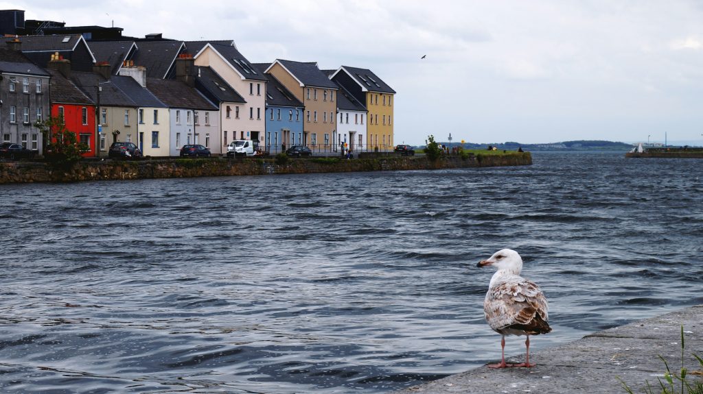 une mouette debout au bord d'un plan d'eau à Galway 